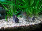 inhoud aquarium te koop, Zoetwatervis, Schoolvis, Vis