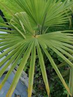 Trachycarpus fortunei, Minder dan 100 cm, Palmboom, Ophalen, Volle zon