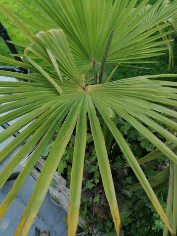Trachycarpus fortunei beschikbaar voor biedingen