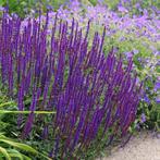 Salvia ‘ caradonna’, Tuin en Terras, Planten | Tuinplanten, Ophalen