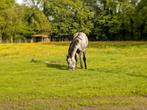 PRE ruin 4 jaar, Dieren en Toebehoren, Paarden, Ruin, 160 tot 165 cm, 3 tot 6 jaar