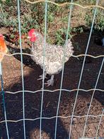 Gratis haan "Mechelse koekoek, Dieren en Toebehoren