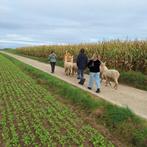 Alpaca wandeling te Bilzen (Hees), Diversen, Ophalen, Nieuw