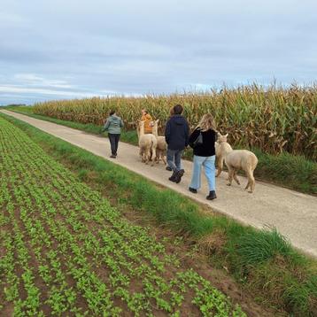 Alpaca wandeling te Bilzen (Hees) beschikbaar voor biedingen