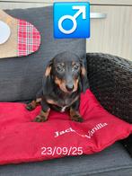 mooie korthaar dwergteckel pups, Dieren en Toebehoren, België, 8 tot 15 weken, Korthaar, CDV (hondenziekte)