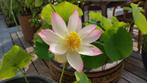 Nelumbo - Lotus, Ophalen, Nieuw, Overige typen