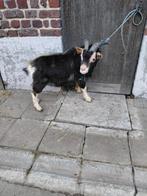 Mini chèvre à louer ou à vendre, Animaux & Accessoires, Moutons, Chèvres & Cochons