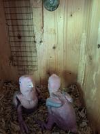 ROESTKOP CAIQUES, Geslacht onbekend, Papegaai, Geringd