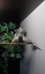 Diamantduifjes 2025., Dieren en Toebehoren, Tropenvogel, Geringd