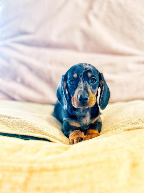 teckel pupjes zoeken mandje, Dieren en Toebehoren, Honden | Teckels en Dashonden, Meerdere dieren, Korthaar, Dwerg, Fokker | Professioneel