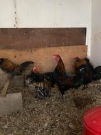 Hanen, Dieren en Toebehoren, Pluimvee