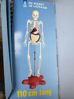 Skelet met organen 110 cm, Ophalen of Verzenden, Zo goed als nieuw