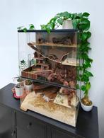 Veelzijdig Knaagdierterrarium – Van Gerbil tot Degoe, Dieren en Toebehoren, Knaagdieren en Konijnen | Hokken en Kooien, 60 tot 90 cm
