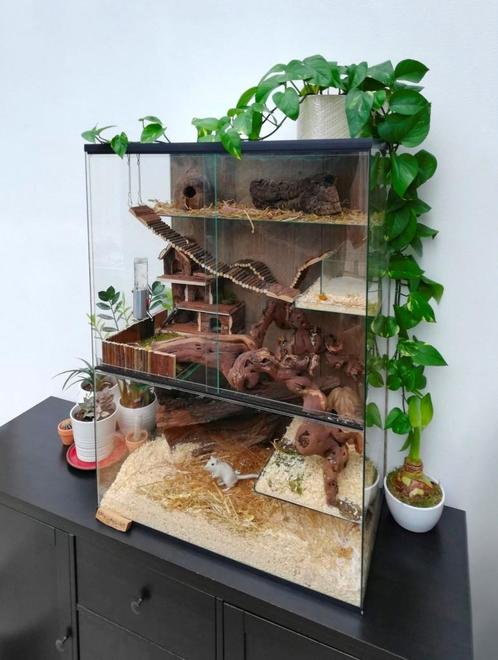 Veelzijdig Knaagdierterrarium – Van Gerbil tot Degoe, Dieren en Toebehoren, Knaagdieren en Konijnen | Hokken en Kooien, Nieuw