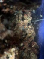 pierre vovante coraux et aquarium eau douce, Animaux & Accessoires, Enlèvement, Comme neuf, Autres types