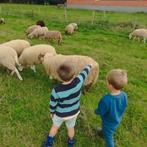 schapen te koop gevraagd, Animaux & Accessoires, Moutons, Chèvres & Cochons