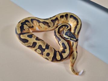 Enchi Pied het Clown man beschikbaar voor biedingen