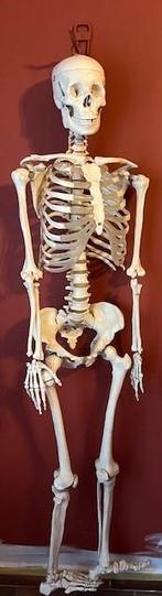 skelet, Diversen, Ophalen, Gebruikt