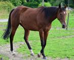 Draagmerrie, Dieren en Toebehoren, Merrie, Niet van toepassing, 160 tot 165 cm, 3 tot 6 jaar