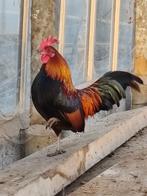 Belgische kriel haantje, Dieren en Toebehoren, Mannelijk, Kip