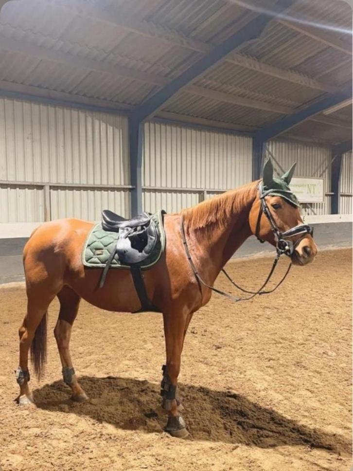 Te koop vosse Merie 16 j, Dieren en Toebehoren, Paarden, Merrie, Zadelmak, 160 tot 165 cm, 11 jaar of ouder, Gechipt, Ontwormd