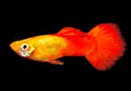 Golden RedTail Lijnkweek / Ras Guppy, Poisson, Poisson d'eau douce, Banc de poissons