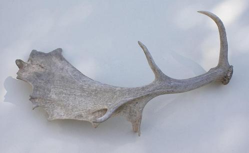 Groot DAMHERT GEWEI - 70 cm - afwerpstang - 1,29 kg, Verzamelen, Dierenverzamelingen, Gebruikt, Gewei of Kop, Hert, Ophalen of Verzenden