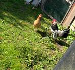 Bassette kipen kopel 30€, Dieren en Toebehoren, Pluimvee