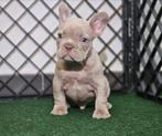 Bouledogue francais, Dieren en Toebehoren, Honden | Bulldogs, Pinschers en Molossers, België, Fokker | Hobbymatig, Reu, CDV (hondenziekte)