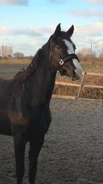 2 knappe jonge dressuurzussen️, Z