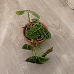 Maranta Lemon Lime (kneusje), Huis en Inrichting, Kamerplanten, Ophalen