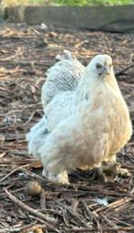 cochin krieltjes 1 krulveer 3 gladveren, Dieren en Toebehoren, Pluimvee, Vrouwelijk, Kip