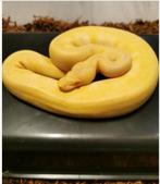 2 pythons (ballpythons / koningspythons), Dieren en Toebehoren, Reptielen en Amfibieën, Slang, Met terrarium, 0 tot 2 jaar