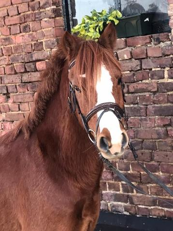 B pony 13 jaar beschikbaar voor biedingen