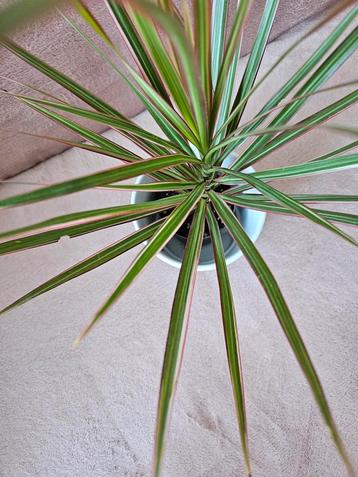 Plante dracena(vendue sans le cache pot) beschikbaar voor biedingen