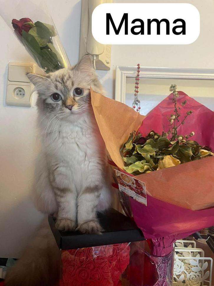 Ragdoll-katje, Dieren en Toebehoren, Katten en Kittens | Raskatten | Langhaar, Kater, 0 tot 2 jaar, Gechipt, Ontwormd, Ingeënt