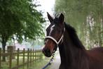 Merrie pony, Dieren en Toebehoren, Gechipt, 3 tot 6 jaar, Onbeleerd, Recreatiepony