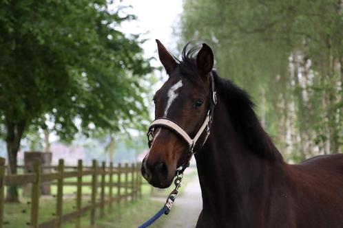 Merrie pony, Dieren en Toebehoren, Pony's, Merrie, Onbeleerd, E pony (1.48m - 1.57m), Recreatiepony, 3 tot 6 jaar, Met stamboom