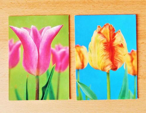 Retro ansichtkaarten postkaarten uit Nederland met tulpen op, Collections, Cartes postales | Étranger, Non affranchie, Europe autre