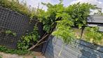 Blauwe regen (wisteria), Tuin en Terras, Ophalen