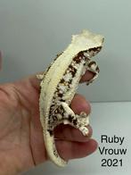 Wimpergekko vrouw, Dieren en Toebehoren, Reptielen en Amfibieën