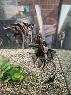 Maanvis ( Pterophyllum Scalare ), Dieren en Toebehoren