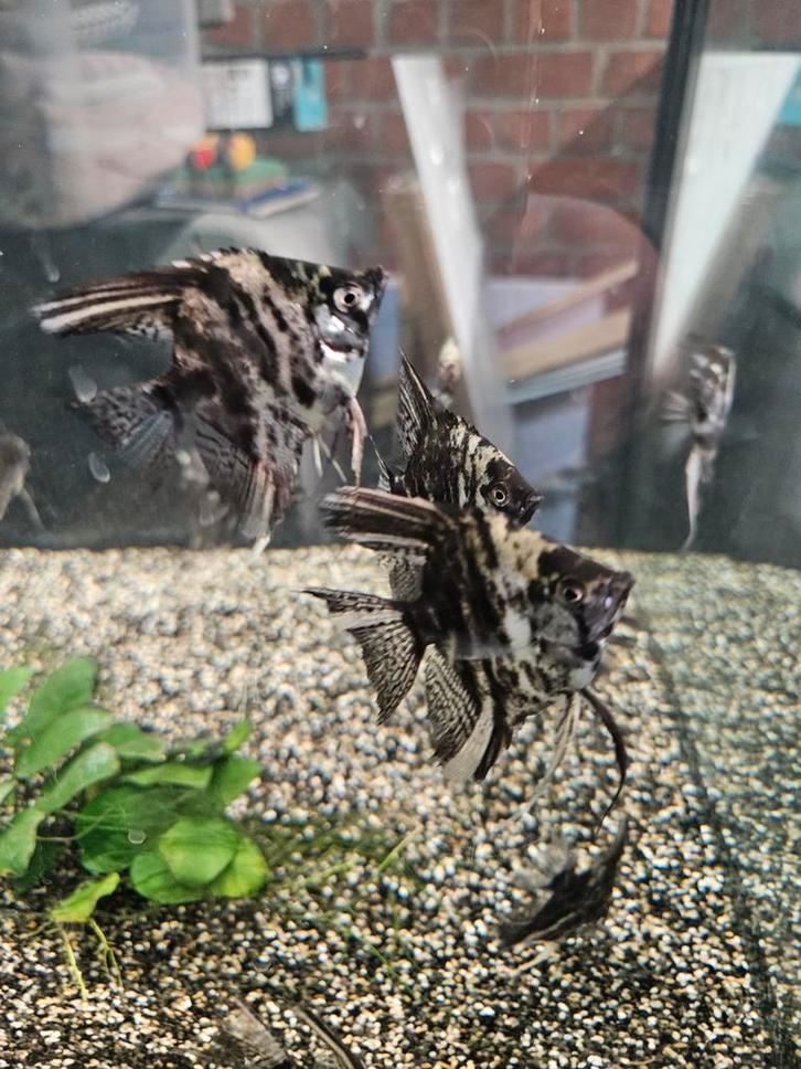 Maanvis ( Pterophyllum Scalare ), Dieren en Toebehoren, Vissen | Aquariumvissen