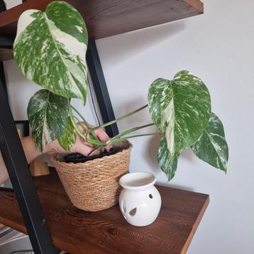 Monstara Variegata beschikbaar voor biedingen