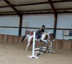 Leuke brave allround D pony !!, 7 tot 10 jaar, Recreatiepony, D pony (1.37m tot 1.48m), Merrie