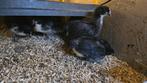 Black Australorp kuikens, Dieren en Toebehoren, Pluimvee, Kip