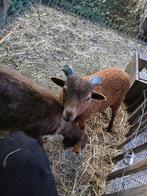 Quessant bokje, Dieren en Toebehoren, Mannelijk, Schaap, 0 tot 2 jaar