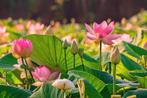 Nelumbo nucifera, Tuin en Terras, Vijvers, Ophalen