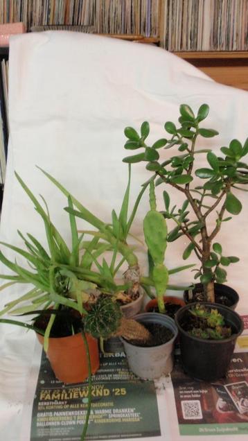 Lot van 6 kamerplanten vetplanten en cactussen beschikbaar voor biedingen