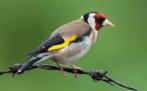 distelvink man, Dieren en Toebehoren, Mannelijk, Wildzangvogel, Geringd